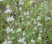 picutre of black sage